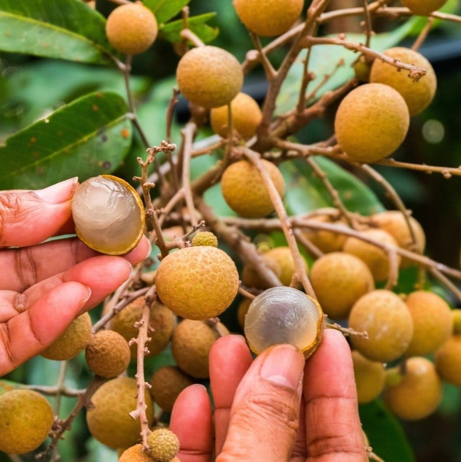 Plants Villa - 4-Season Longan Grafted & Hybrid Fruit Plant