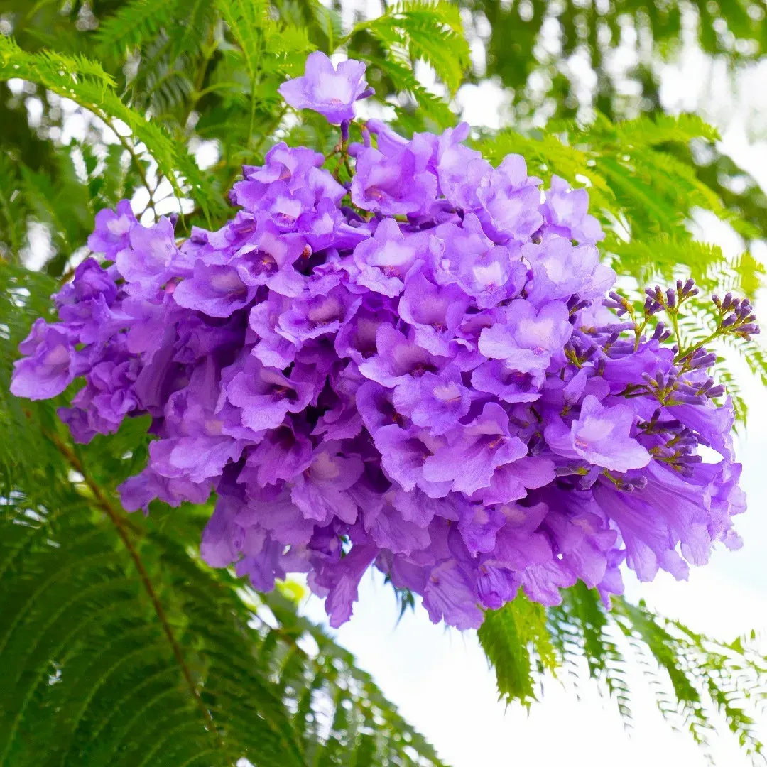 Plants Villa - Jacaranda Mimosifolia Flower Plant