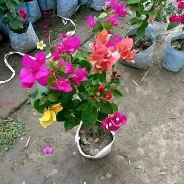 ...