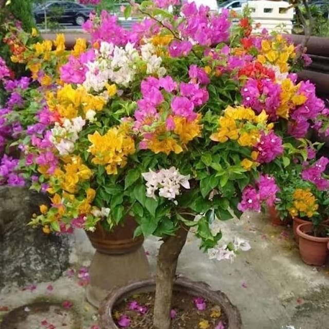 Plants Villa - Multigrafted Bougainvellia Flower Plant_(5 Colours) Plants Villa - Multigrafted Bougainvellia Flower Plant_(5 Colours)