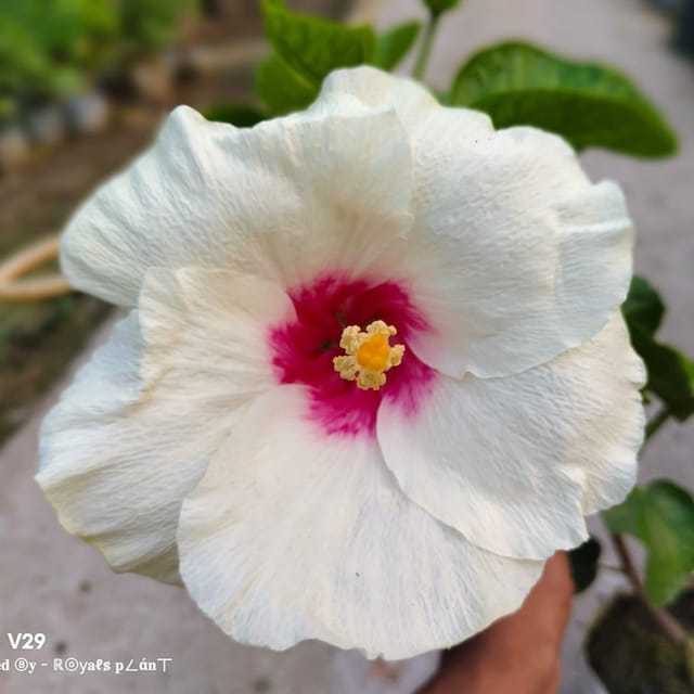 Plants Villa - American Variety Big Leaves Hibiscus Flower Plant_White Plants Villa - American Variety Big Leaves Hibiscus Flower Plant_White