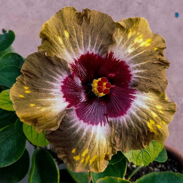 Plants Villa - American Variety Grafted Hibiscus Flower Plant