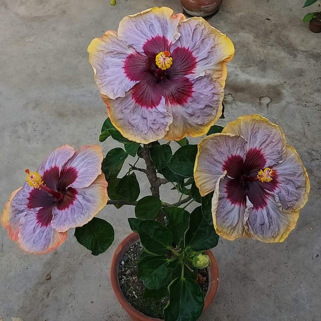 Plants Villa - Australian Variety Grafted Hibiscus Flower Plant Plants Villa - Australian Variety Grafted Hibiscus Flower Plant