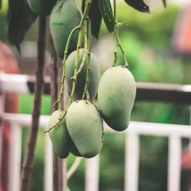 Plants Villa - Thai All Time Grafted Mango Fruit Plant