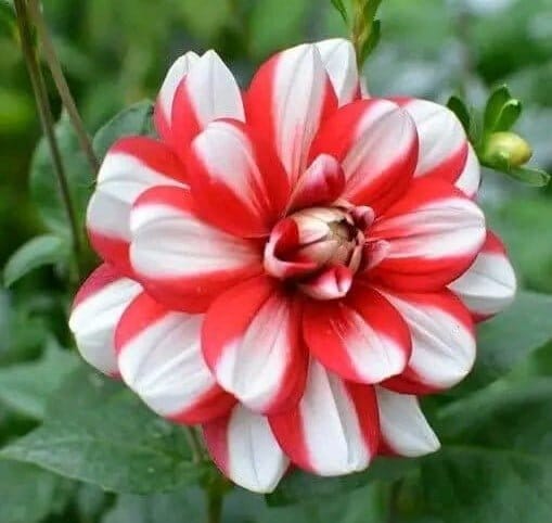 Plants Villa - Dahlia Flower Plant Verigated_Red