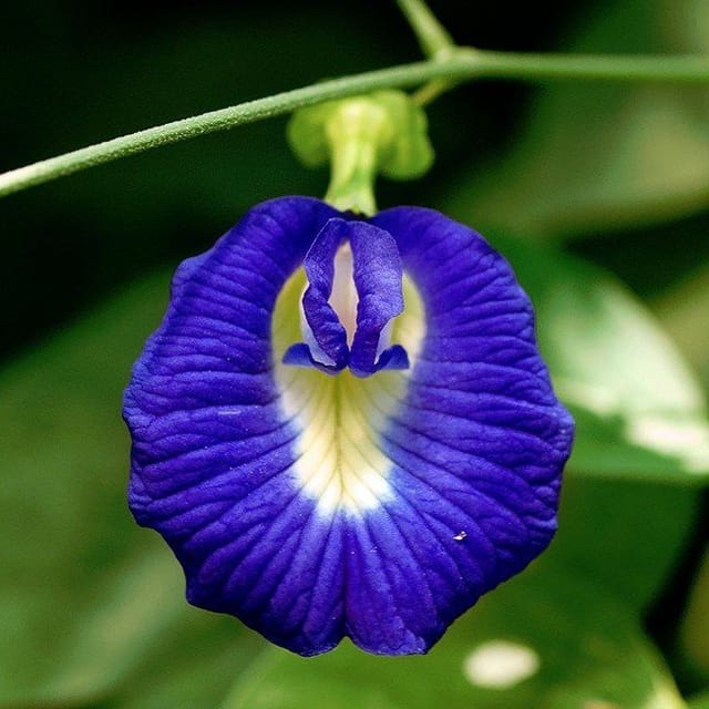 Plants Villa - Aparajita Flower Plant_Blue