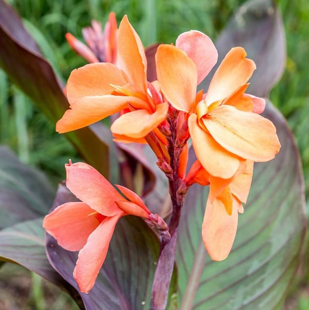 Plants Villa - Canna Indica Flower Plant_Orange Plants Villa - Canna Indica Flower Plant_Orange