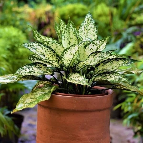 Plants Villa - Aglaonema Snow_White Indoor Live Plant