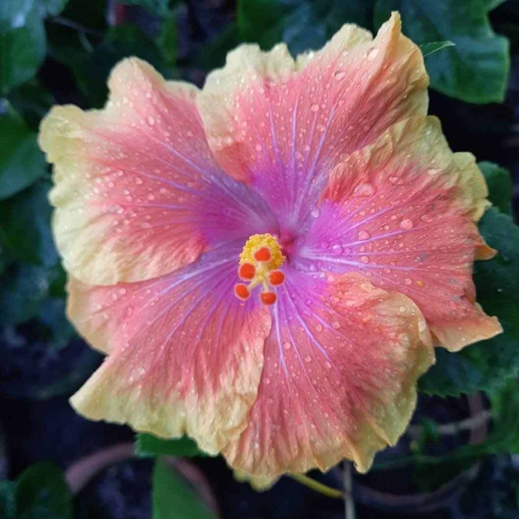 Plants Villa - Australian Variety Grafted Hibiscus Flower Plant