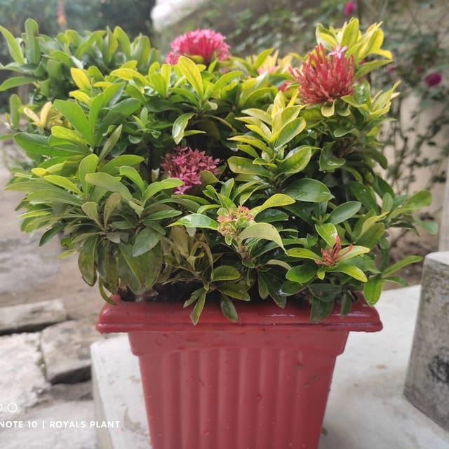 Plants Villa - Chinise Mixed Ixora Flower Plant Combo_(Pack Of 4 Colours) Plants Villa - Chinise Mixed Ixora Flower Plant Combo_(Pack Of 4 Colours)