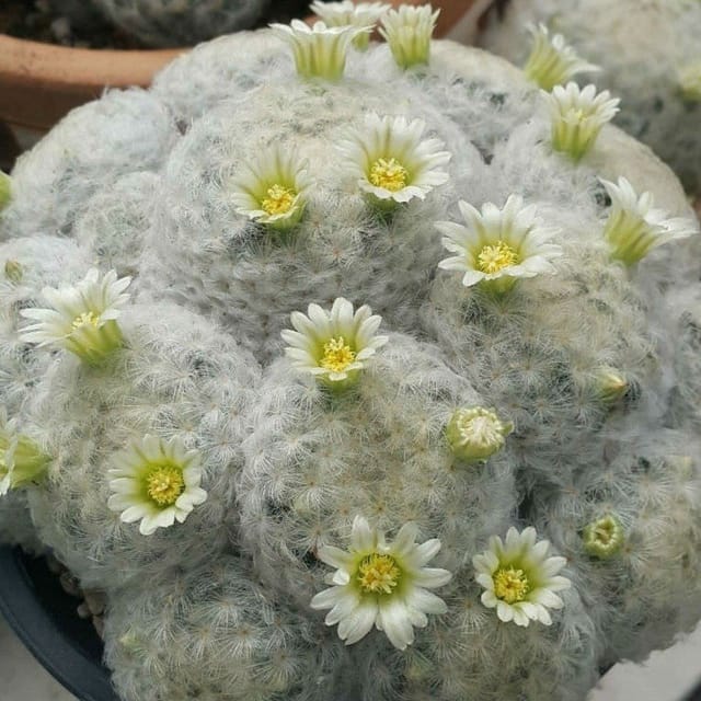 Plants Villa - Mammillaria Plumosa Cactus Plants Villa - Mammillaria Plumosa Cactus