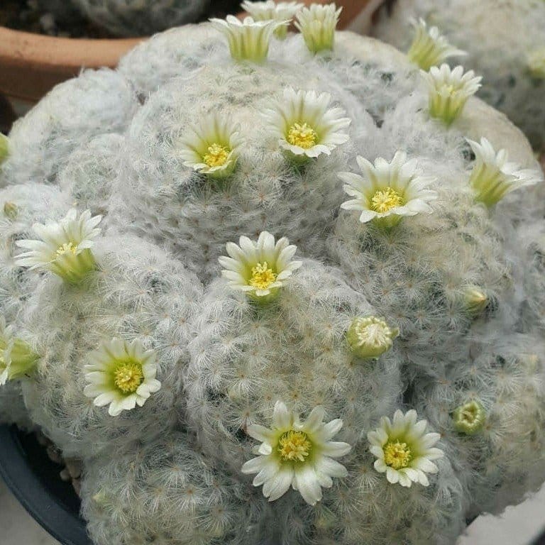Plants Villa - Mammillaria Plumosa Cactus