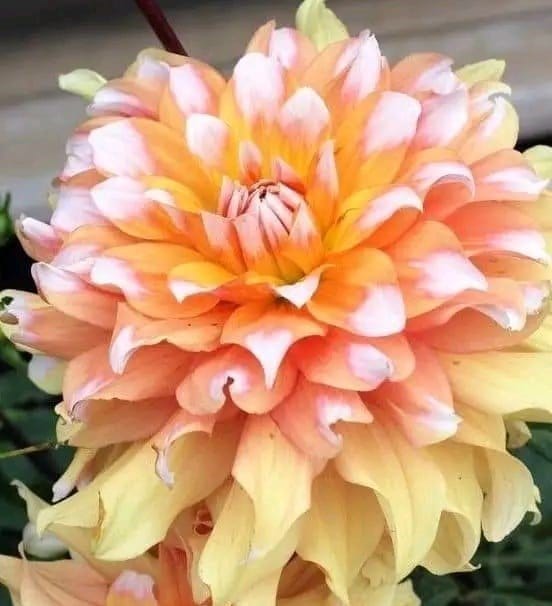 Plants Villa - Dahlia Flower Plant Verigated