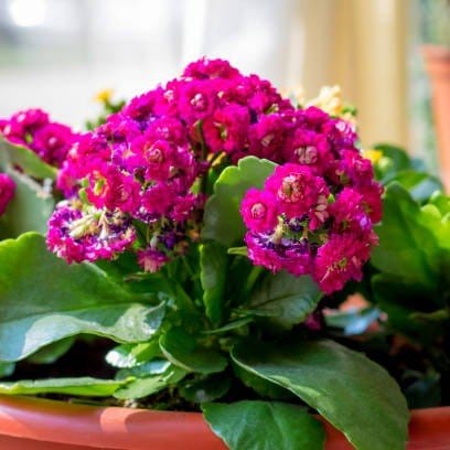Plants Villa - Kalanchoe Flower Plant Purple_Purple