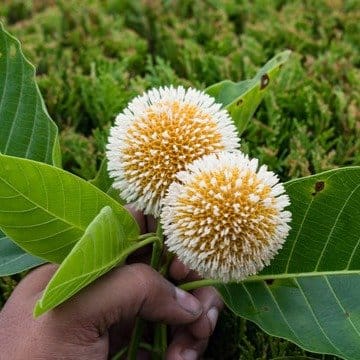 Plants Villa - Kadamb Flower Plant_(Kadam)