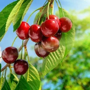 Plants Villa - Kashmiri Sweet Red Cherry Grafted Fruit Plant Plants Villa - Kashmiri Sweet Red Cherry Grafted Fruit Plant