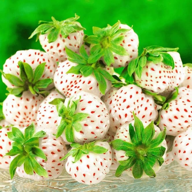 Plants Villa - Strawberry Fruit Plant_White