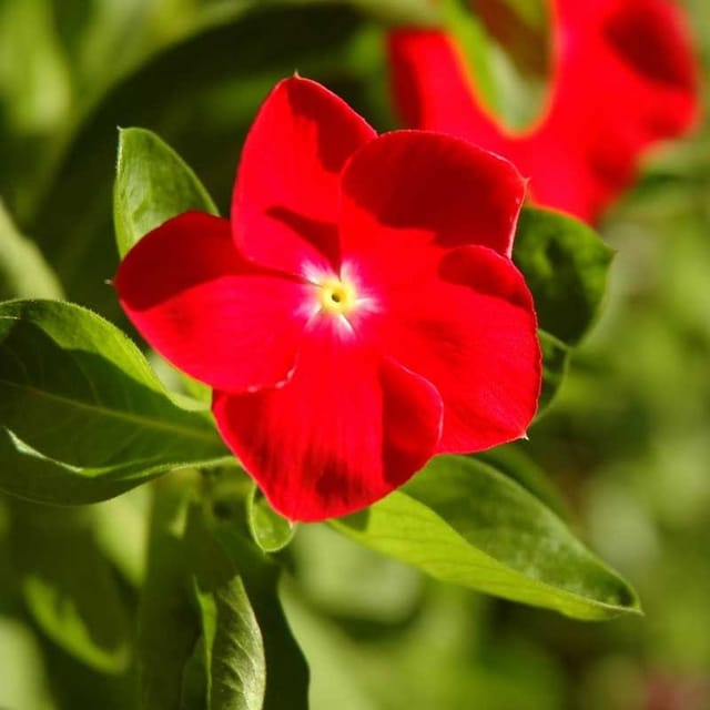 Plants Villa - Vinca Sadabahar Flower Plant_Red Plants Villa - Vinca Sadabahar Flower Plant_Red