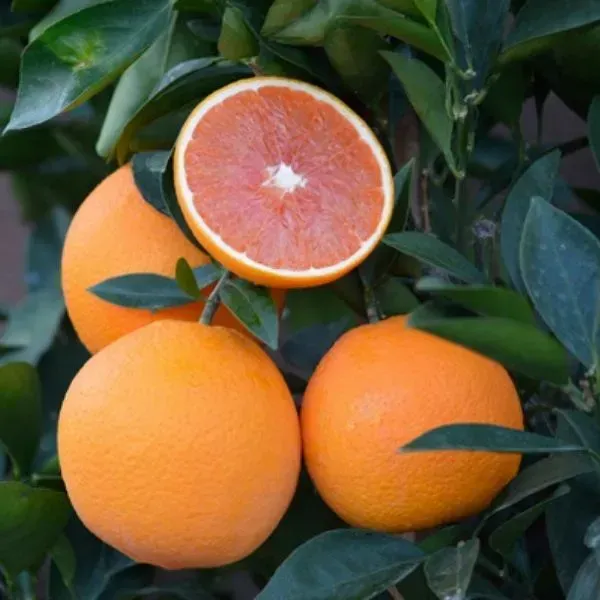 Plants Villa - Valencia Orange Grafted & Hybrid Fruit Plant