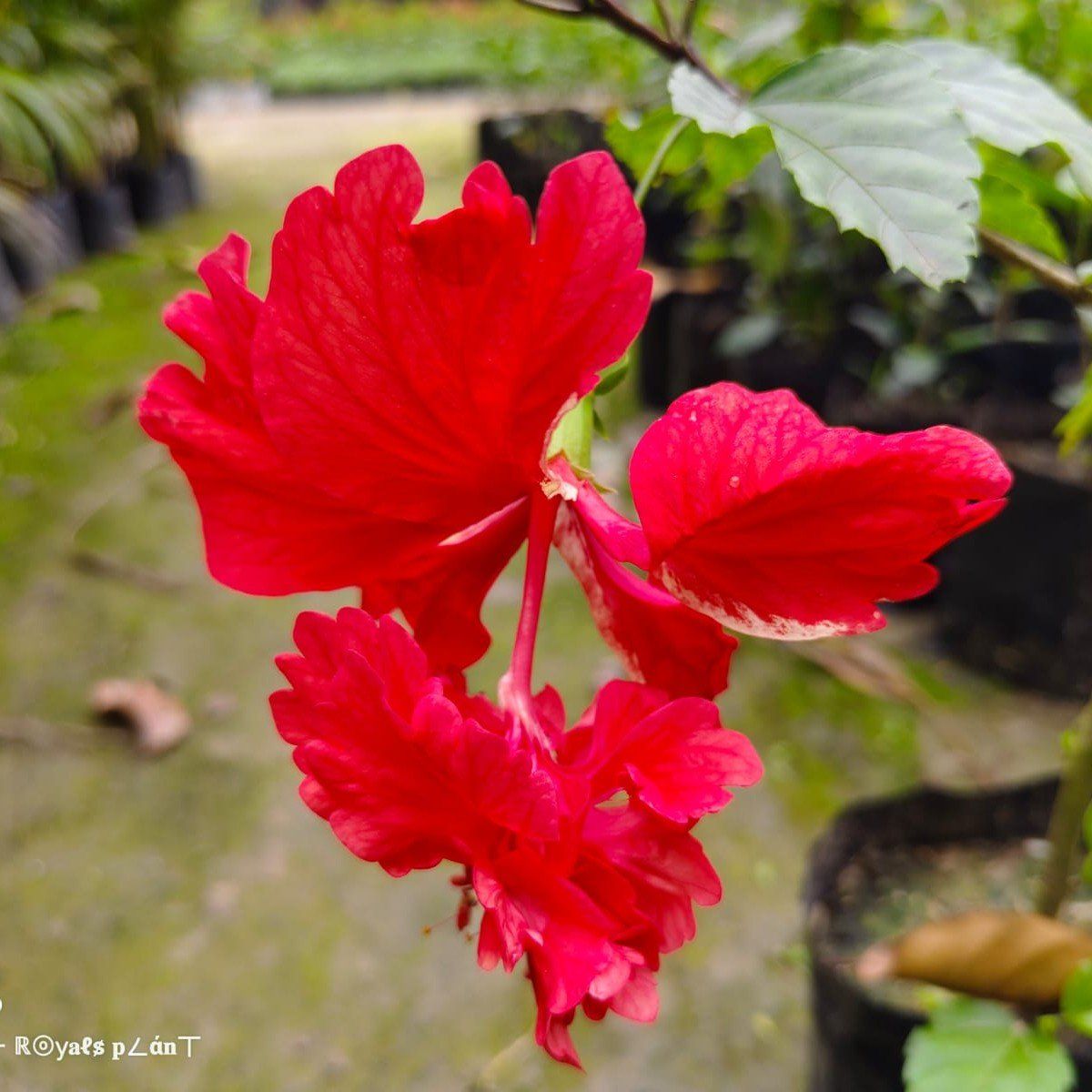 Plants Villa - Double Decker Hibiscus Flower Plant_Red