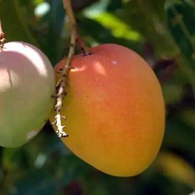 Plants Villa - Sita Bhog Grafted Mango Fruit Plant