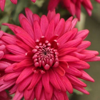 Plants Villa - Chrysanthemum Chandramallika Flower Plant