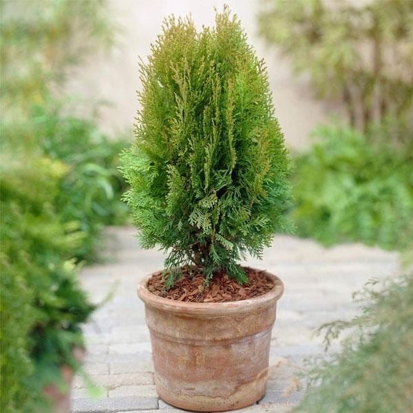 Plants Villa - Oriental Arbor Live Plant Plants Villa - Oriental Arbor Live Plant