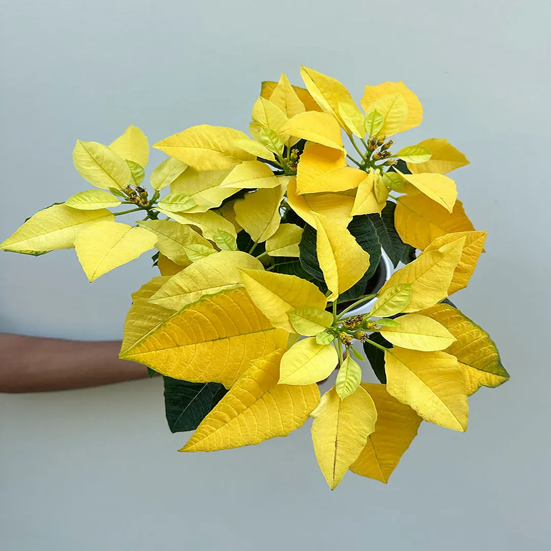 Plants Villa - Poinsettias Pata Bahari Live Plant_Yellow