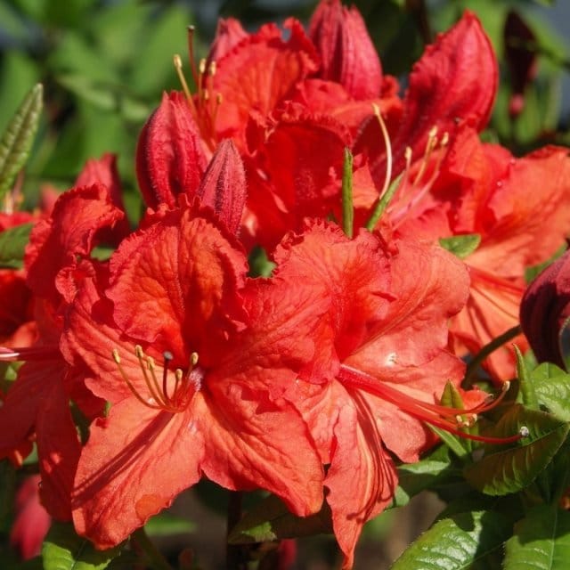Plants Villa - Azalea Flower Plant_Red