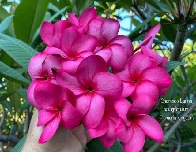 Plants Villa - Dwarf Variety Pulmeria Flower Plant