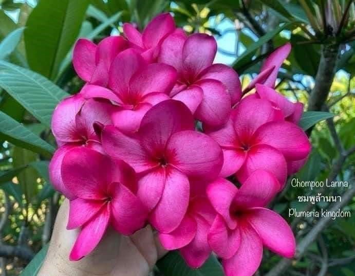 Plants Villa - Dwarf Variety Pulmeria Flower Plant