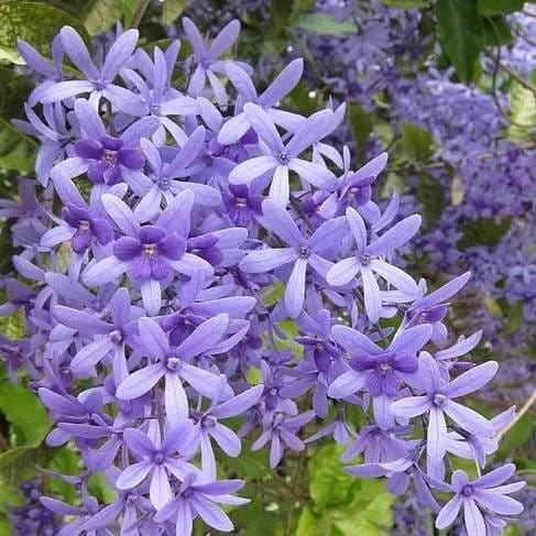 Plants Villa - Petrea Volubilis_Nilmoni Lota Flower Plant