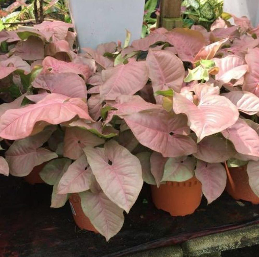 Plants Villa - Syngonium Indoor Plant_Pink