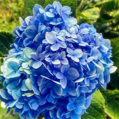 Plants Villa - Hybrid Hydrangea Flower Plant_Blue