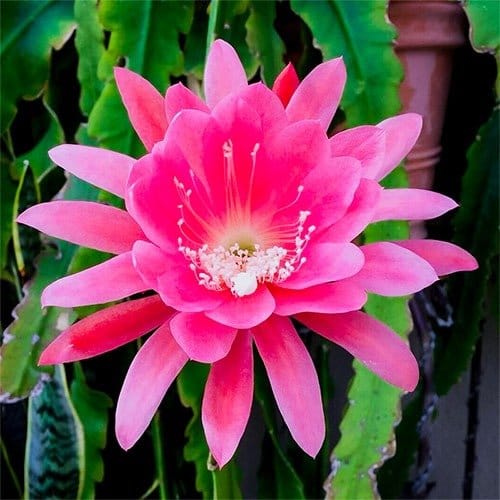Plants Villa - Brahma Kamal Flower Plant_Pink Plants Villa - Brahma Kamal Flower Plant_Pink