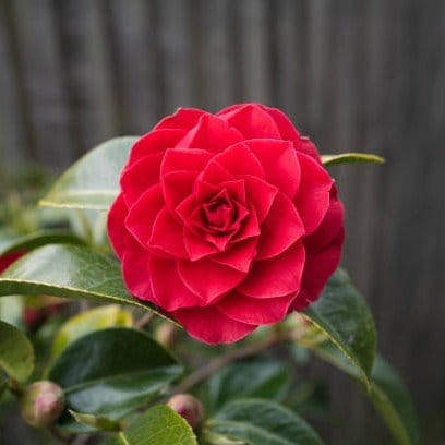 Plants Villa - Camellia Flower Plant_Red