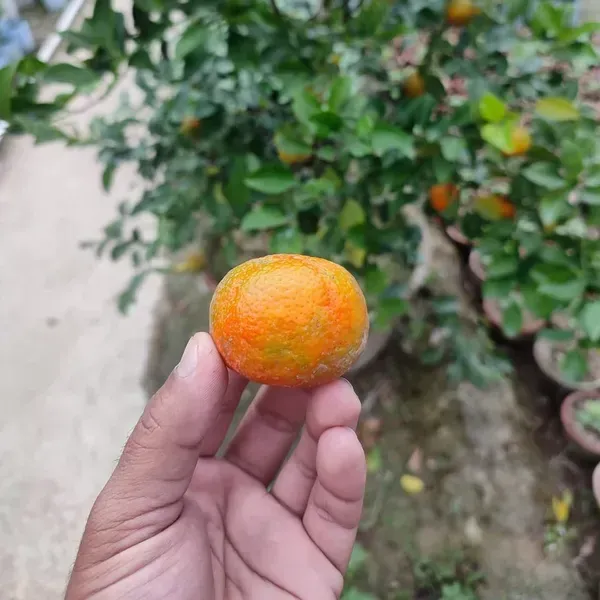 Plants Villa - Pell Sweet Orange Grafted & Hybrid Fruit Plant