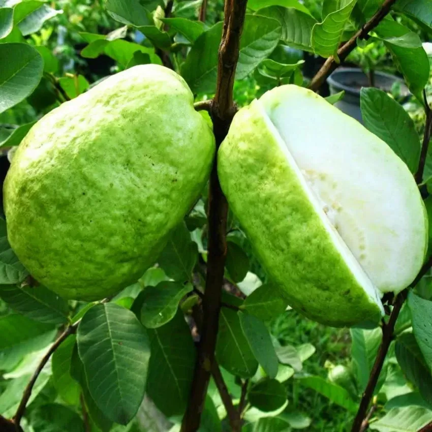 Plants Villa - Baruipur Gauva | Grafted Fruit Plant