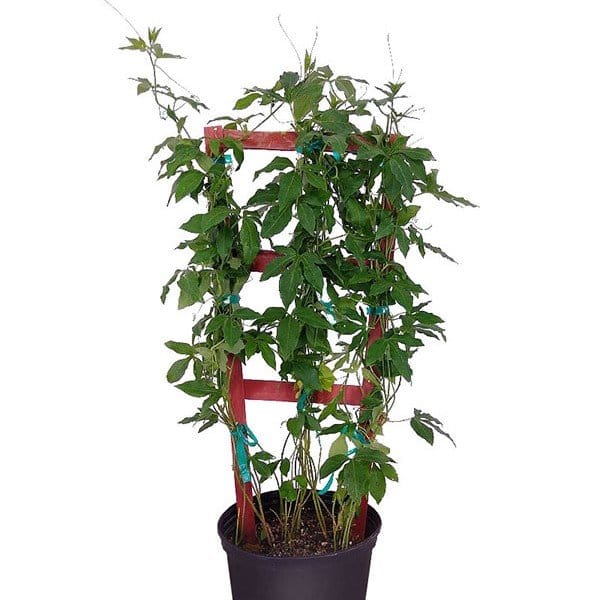 ... ...