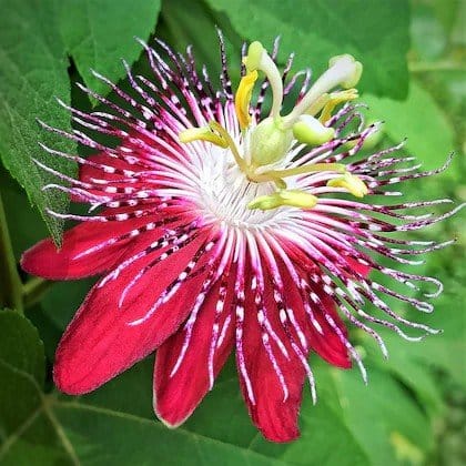 Plants Villa - Passion Flower Plant _Red Plants Villa - Passion Flower Plant _Red