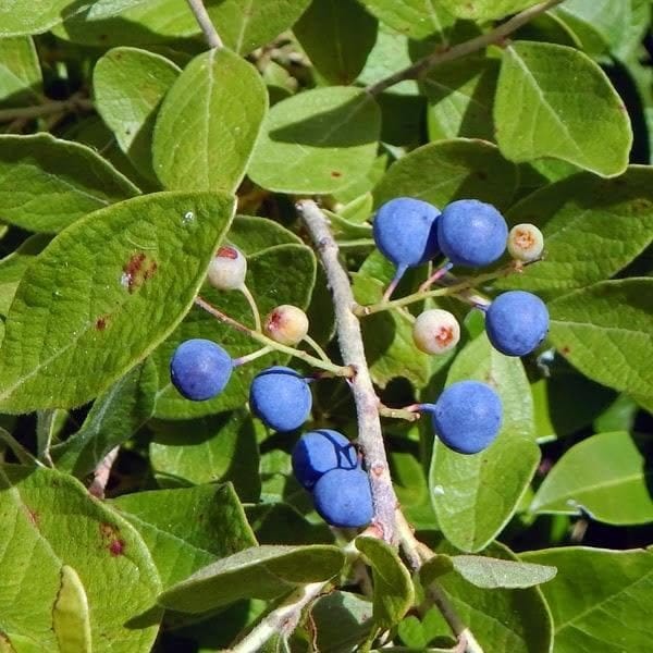 Plants Villa - Hybrid Rudrakhas Fruit Plant