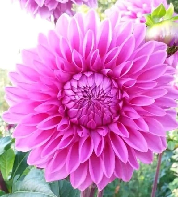 Plants Villa - Dahlia Flower Plant_Pink Plants Villa - Dahlia Flower Plant_Pink
