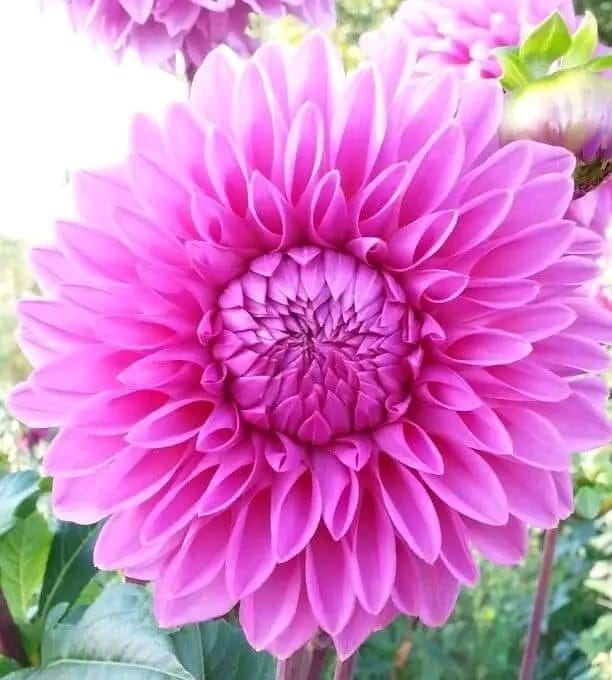 Plants Villa - Dahlia Flower Plant_Pink