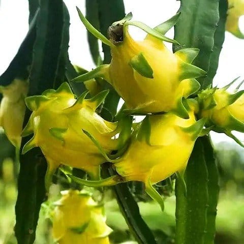 Plants Villa - Dragon Fruit Plant_Yellow Plants Villa - Dragon Fruit Plant_Yellow