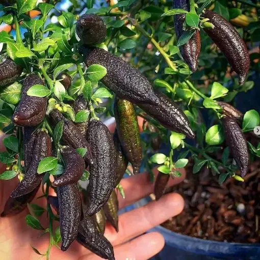Plants Villa - Fingure Lemon Grafted & Hybrid Fruit Plant