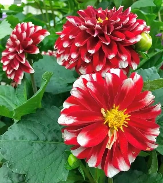 Plants Villa - Dahlia Flower Plant Verigated_Red Plants Villa - Dahlia Flower Plant Verigated_Red