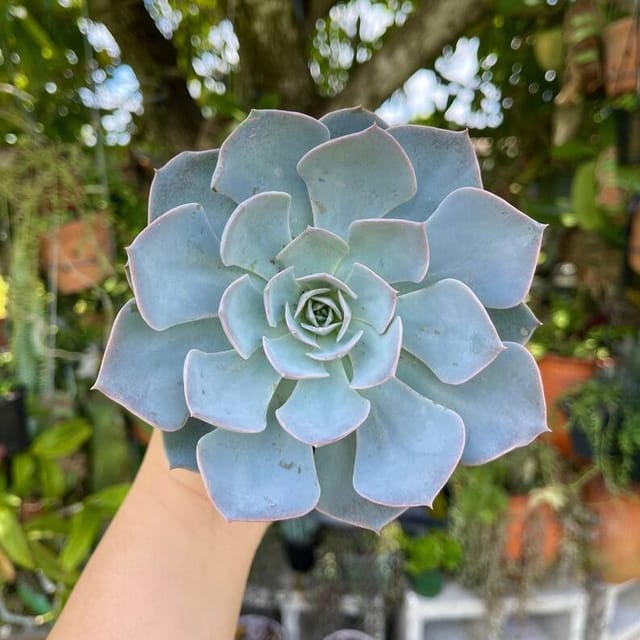 Plants Villa - Echeveria Morning Beauty Sacculents Live Plant Plants Villa - Echeveria Morning Beauty Sacculents Live Plant
