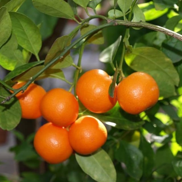 Plants Villa - Sweet Mandarin Orange Grafted & Hybrid Fruit Plant Plants Villa - Sweet Mandarin Orange Grafted & Hybrid Fruit Plant