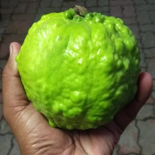 ... ...