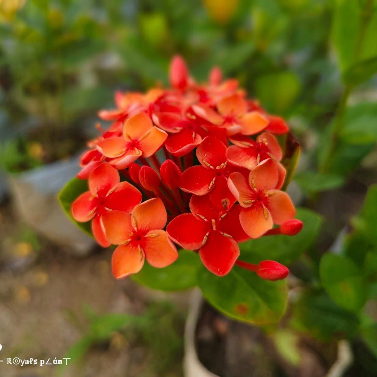 Plants Villa - Chinise Ixora Flower Plant_Orange